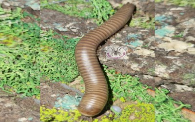 SMOKEY BROWN MILLIPEDE / SMOKEY BROWN MILIPEDE